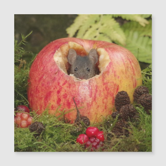 rato de maçã (Frente)