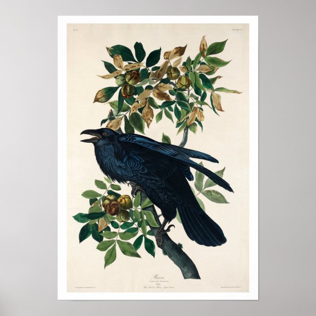 Raven por Poster de Audubon (Frente)