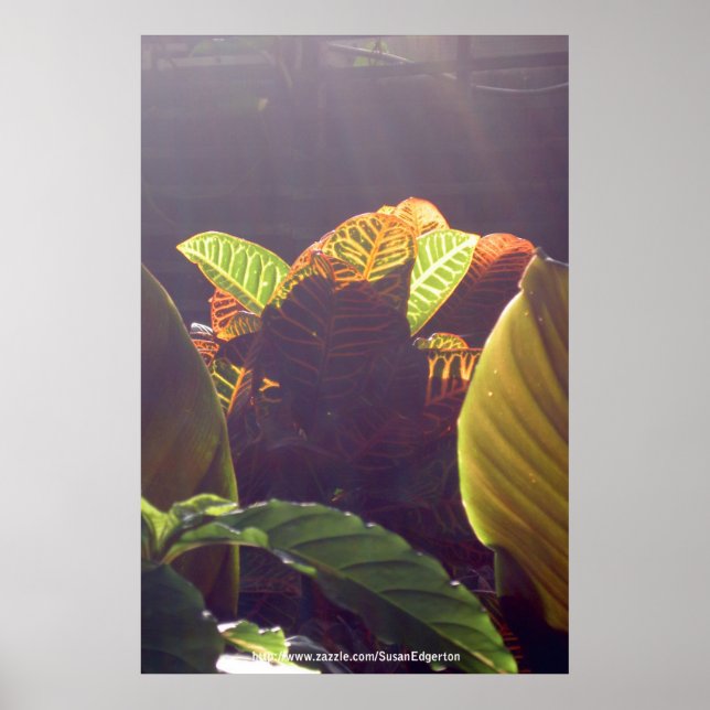 Rays Poster (Frente)