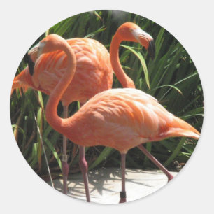 Rebanho de etiquetas dos flamingos