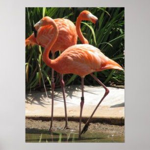 Rebanho do poster dos flamingos