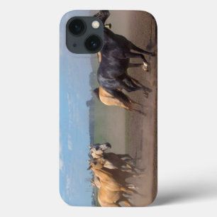 Rebanho Running do cavalo