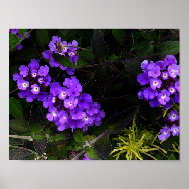 Reboque Roxo Lantana nº 1 Poster (Frente)