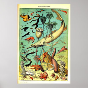 Recriada Adolphe Millot Sea Animais Poster