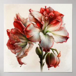 Red Amaryllis Flower Art Poster