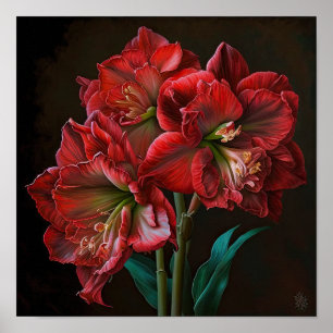 Red Amaryllis Flower Art Poster