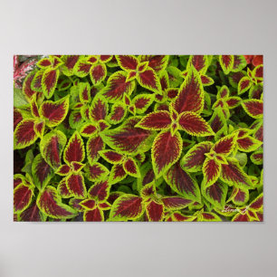 Red and Green Coleus Background Canvas or Poster