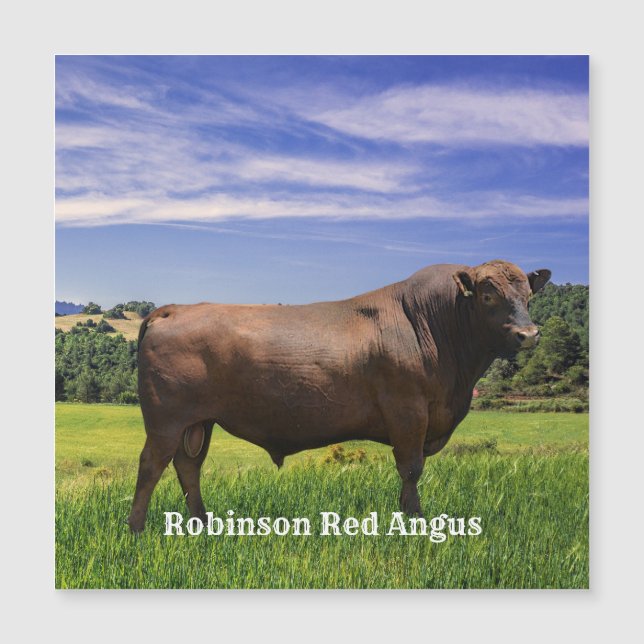 Red Angus Bull  (Frente)