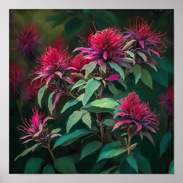 Red Bee Balm Flower Art Impressão Poster (Frente)