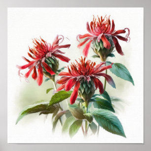 Red Bee Balm Flower Art Impressão Poster