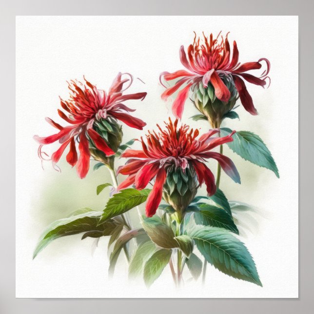 Red Bee Balm Flower Art Impressão Poster (Frente)
