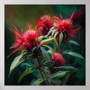 Red Bee Balm Flower Art Impressão Poster