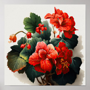 Red Begonias Flower Art Impressão Poster
