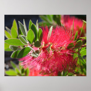Red Botlebrush Poster das Flores Australianas