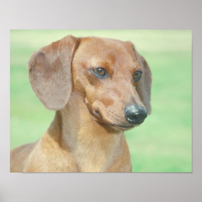 Red Dachshund Poster (Frente)