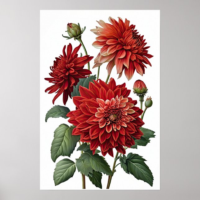 Red Dahlias Flower Art Impressão Poster (Frente)