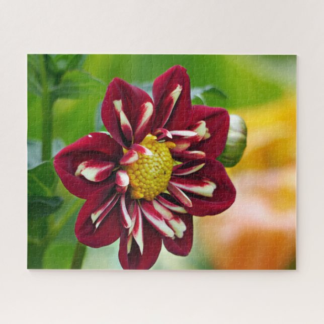 Red Daisy Jigsee Quebra-cabeça (Horizontal)