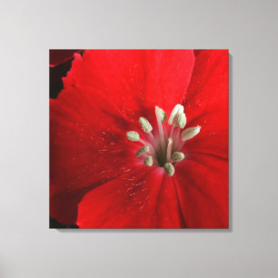 Red Dianthus Canvas