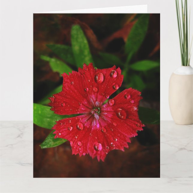 Red Dianthus com Raindrots Grande Cartões de agrad (Frente)