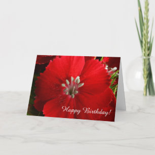 Red Dianthus Happy Birthday - Cartão de Aniversári