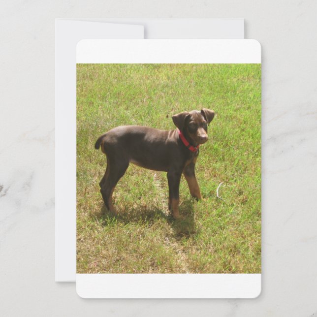 Red_doberman_puppy.png (Frente)