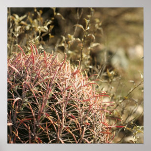 Red Fishhook Barrel Cactus - Impressão brilhante 2