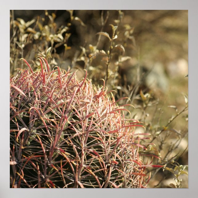 Red Fishhook Barrel Cactus - Impressão brilhante 2 (Frente)