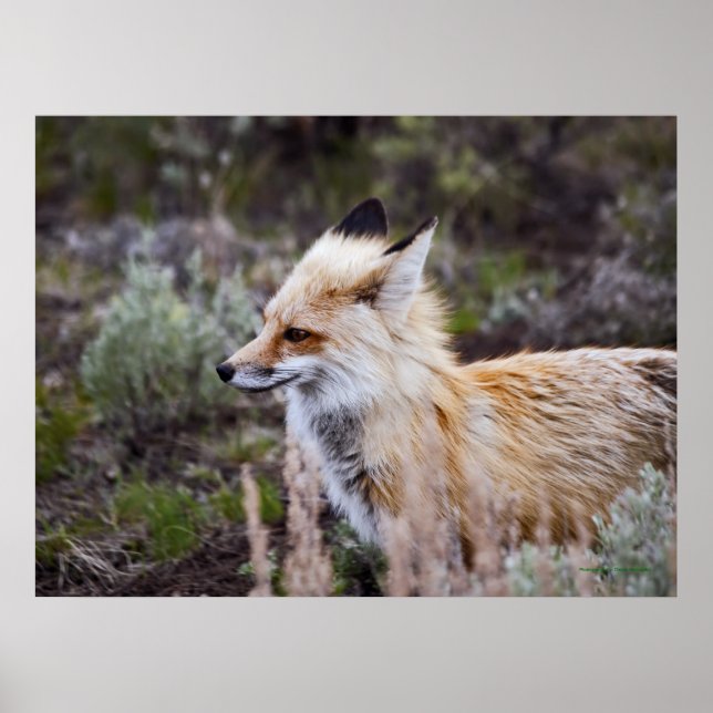 Red Fox - Impressão de arte fina (Frente)