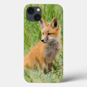 Red Fox Kit in grass near den
