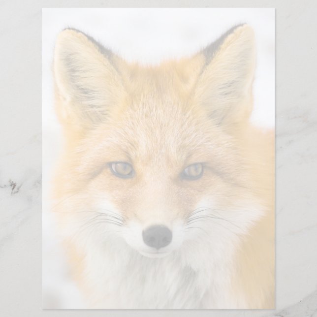 Red Fox Portrait (Frente)