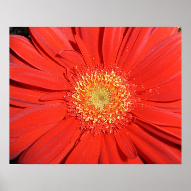 Red Gerbera Daisy Poster (Frente)
