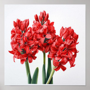 Red Hyacinth Flower Art Impressão Poster