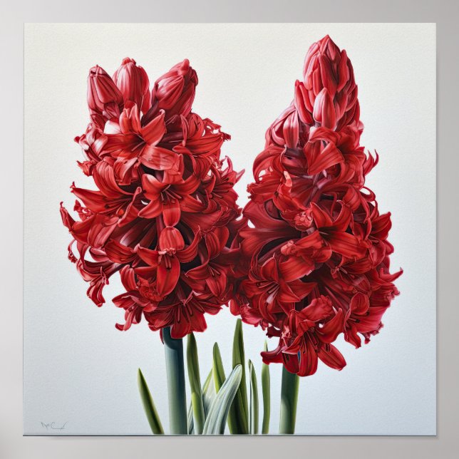 Red Hyacinth Flower Art Impressão Poster (Frente)