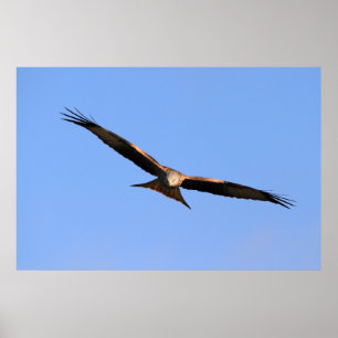 Red Kite Soaring Impressão