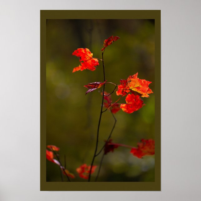 Red Leaves and Branches Poster (Frente)