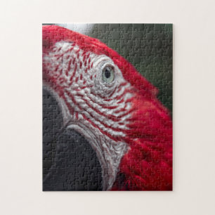 Red Macaw - Quebra-cabeça de fotos de alta defini