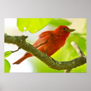 Red Male Summer Tanager no Branch Poster