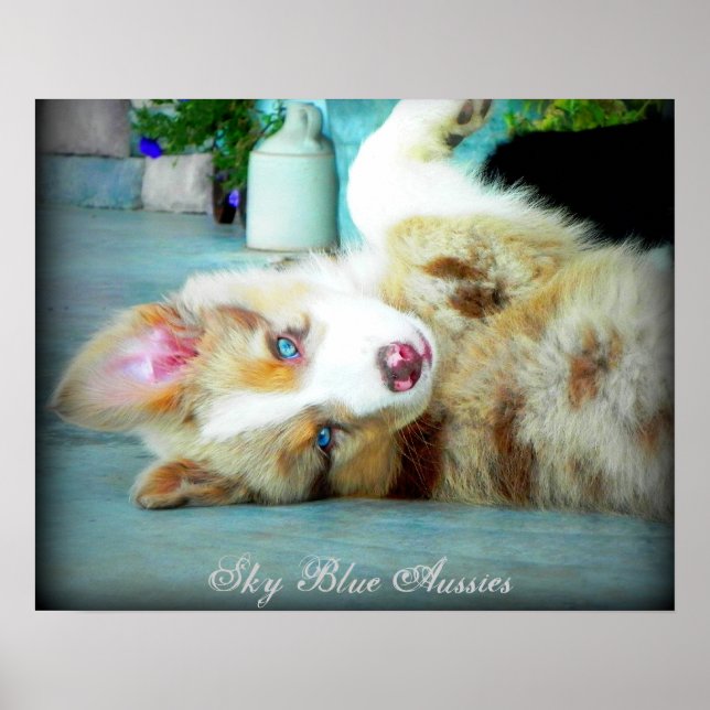 Red Merle Australian Shepherd Puppy Poster (Frente)