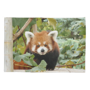 Red Panda
