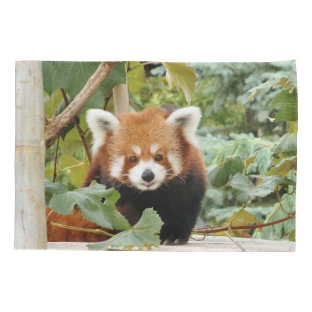 Red Panda (Verso)