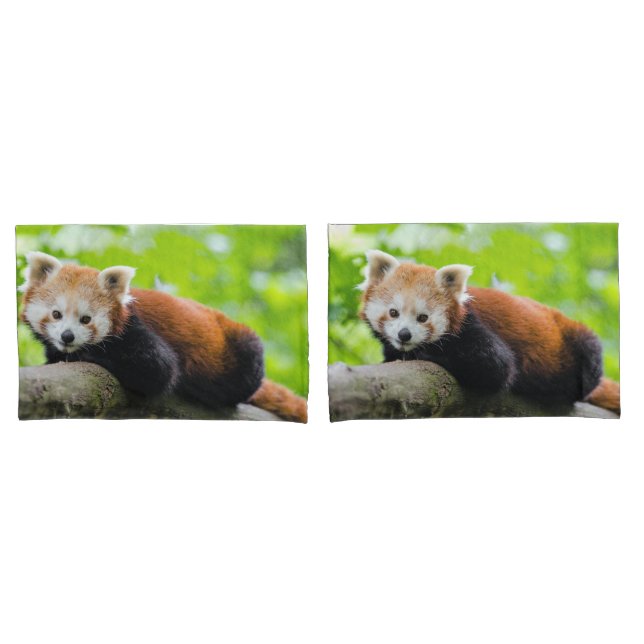 Red Panda (Frente - conjunto)