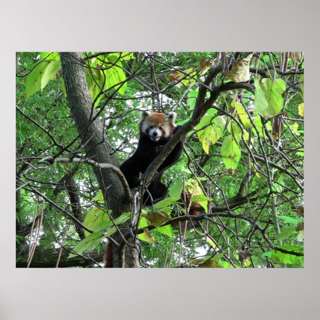 Red Panda Poster (Frente)
