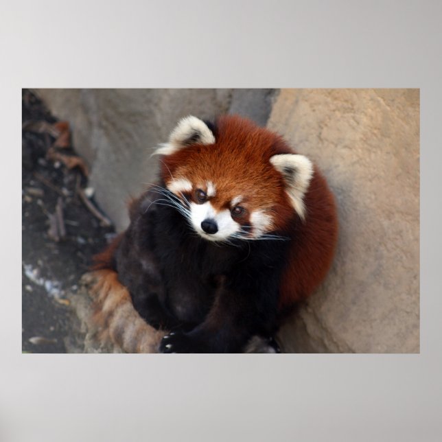 Red Panda Poster (Frente)
