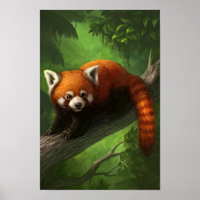 Red Panda Poster (Frente)