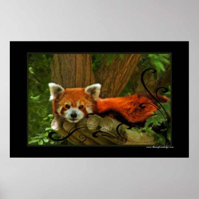 Red Panda Poster Impressão (Frente)