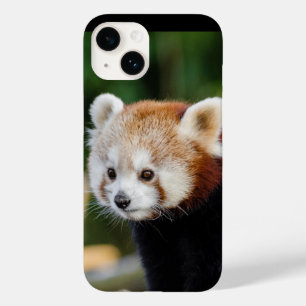 Red Panda Wild Animal