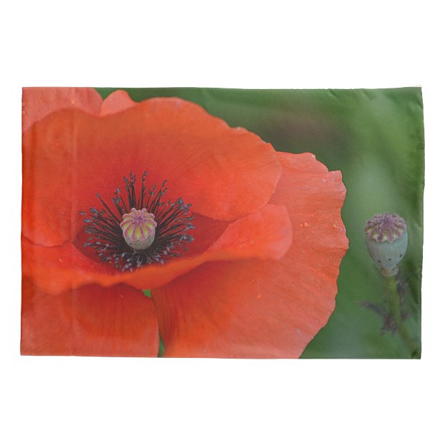 Red Poppy (Verso)
