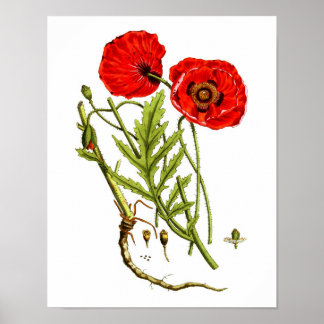 Red Poppy art impressão nº 12