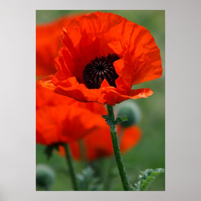 Red Poppy Poster (Frente)