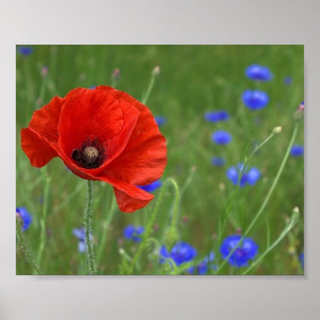 Red Poppy Poster (Frente)